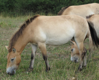 Przewalskistute Spela