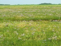 Salzwiesenvegetation