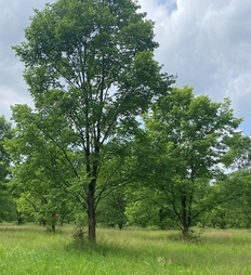 Plantage aus Flatterulmen (Ulmus laevis)