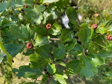 Zweigriffliger Weißdorn (Crataegus laevigata)