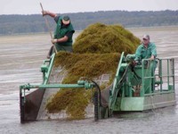 Mähbooteinsatz gegen die Wasserpest 2002