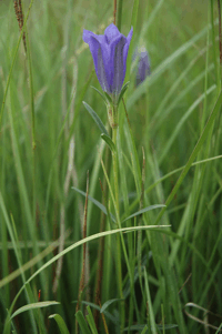 Lungenenzian in Pfeifengraswiese