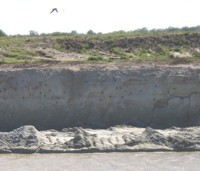 Bruthöhlen der Uferschwalben am neuen Polderkanal