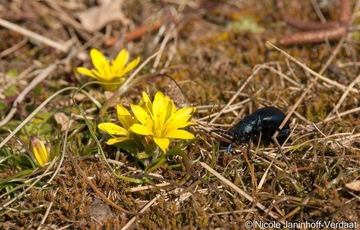 Felsen-Gelbstern - Gagea bohemica var. saxatilis