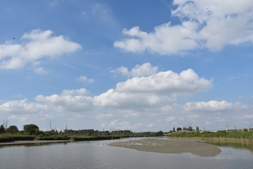 Wattflächen im Polder Kruibeke