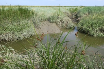 Priel im Verdronken Land van Saeftinghe