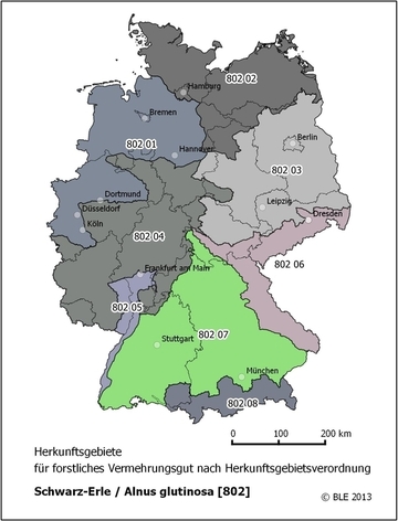 Schwarz-Erle (Alnus glutinosa) - Beispiel für mehr als sechs Herkunftsgebiete