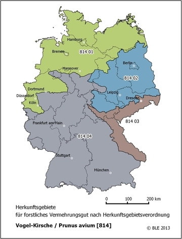 Vogel-Kirsche (Prunus avium) - Beispiel für sechs oder weniger Herkunftsgebiete