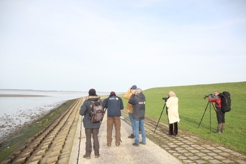 Limikolenbeobachtung bei Dangast