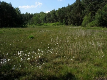 Übergangsmoor mit Wollgras-Torfmoos-Schwingrasen im Trunnenmoor