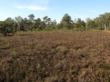 Besenheide im Rehburger Moor