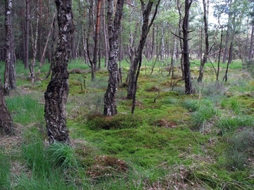 Birken-Kiefern-Moorwald im Altwarmbüchener Moor