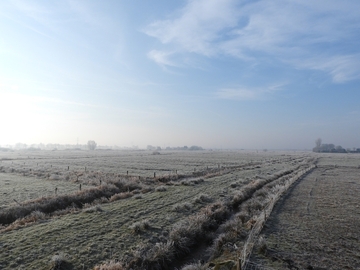 Die Meeden an der Naturschutzstation Fehntjer Tief