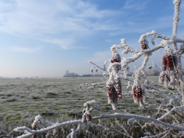 Die überreiften Erlenzweige an der Naturschutzstation Fehntjer Tief warten wie wir alle sehnsüchtig auf den Frühling!