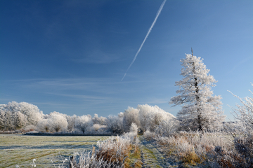 Gehölzkulisse nach frostiger Nacht am Rand des Ochsenmoores am Dümmer