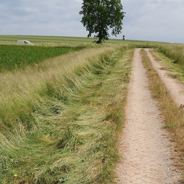 Ökologisch gemähter Wegeseitenrand