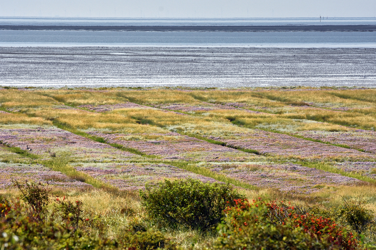 Auch auf den Inseln wie hier auf Juist sind Salzwiesen als Naturraum von Bedeutung. Ebenfalls gut im Bild erkennbar sind die anthropogenen Beeinflussungen der Salzwiesenentwicklung.