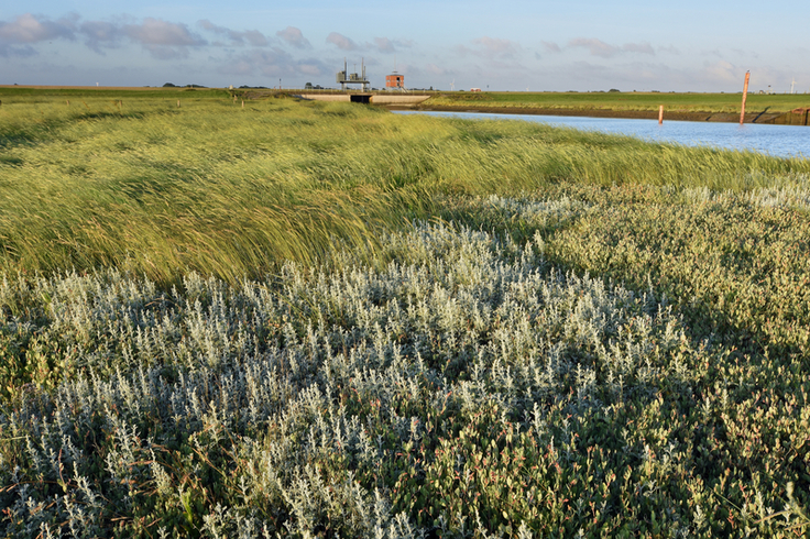 Wertvoller Naturraum, aber auch für den Küstenschutz von großer Bedeutung: Salzwiesen wie hier bei Neßmersiel.