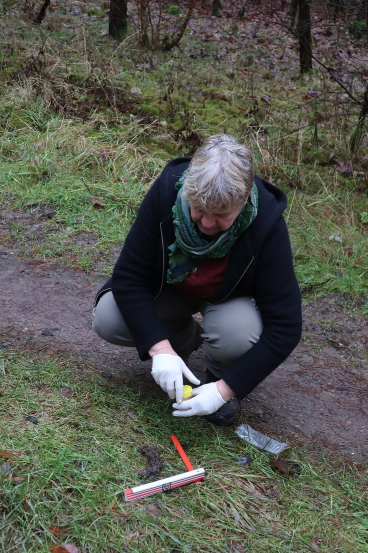 Die Wolfsberaterin Ulrike Kruse beim Sammeln von Losungsproben, um das Niedersächsische Wolfsmonitoring zu unterstützen.