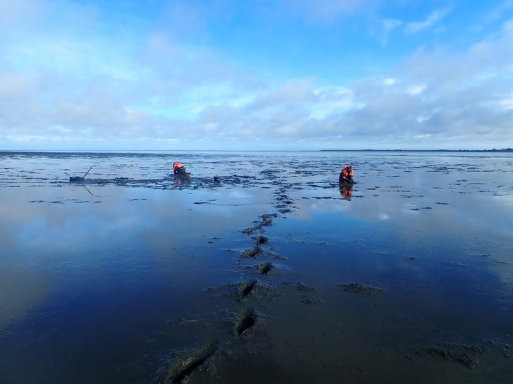 Unter der Weite des ostfriesischen Himmels gerät die Suche nach Muscheln und anderem Makrozoobenthos je nach Probenahmestandort zur schlickigen Angelegenheit (Bild: Tyedmers/NLWKN).