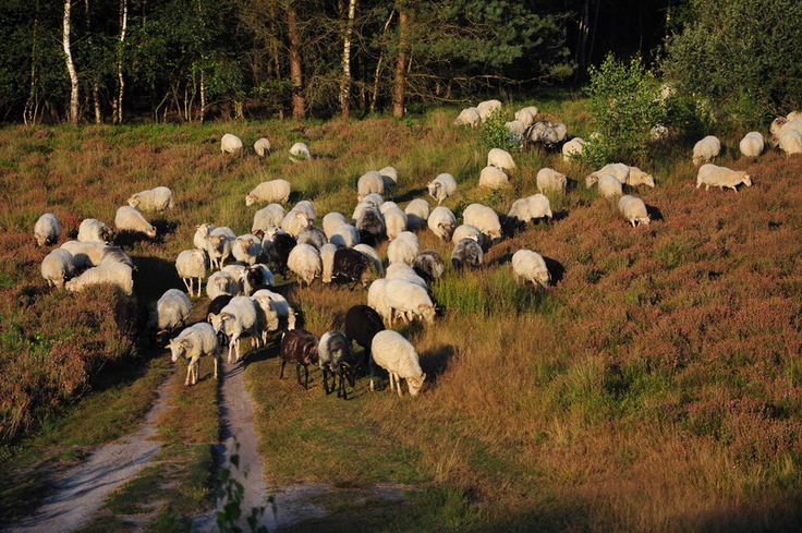 Schafe erhalten zum Beispiel durch das Abnagen junger Kiefern die wertvollen Heideflächen. Dabei werden sie immer häufiger gestört (Bild: NLWKN).