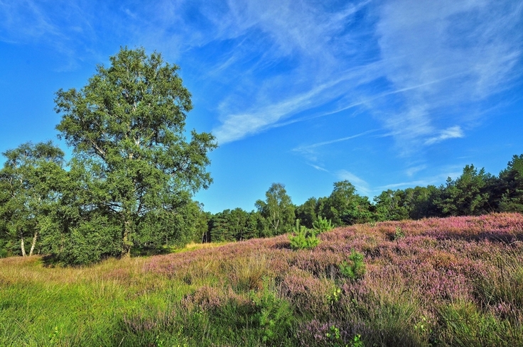 Das 503 Hektar große Naturschutzgebiet „Talsperre Thülsfeld“ beherbergt zahlreiche schutzbedürftige Tier- und Pflanzenarten wie Ziegenmelker, Ringelnatter, Zauneidechse, Sibirische Winterlibelle, Lavendelheide und Moorlilie (Bild: Zietz).