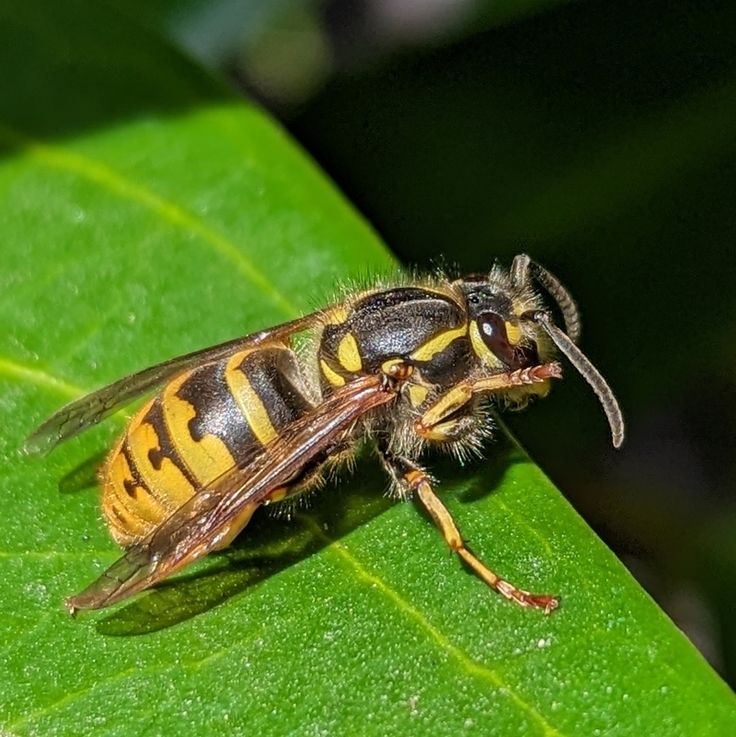 Insekten wie die Gemeine Wespe (Vespula vulgaris) sind für die Bestäubung von Pflanzen unabdingbar (Bild: Jakob Fahr).