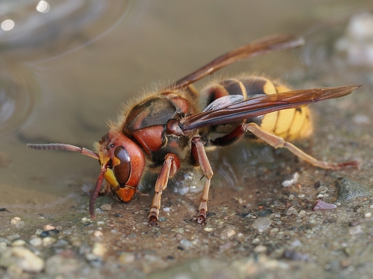 Auch die Hornisse (Vespa crabro), hier bei der Wasseraufnahme, gehört zu den besonders geschützten Arten. Wer ihre Nester im Garten findet und diese umsetzen möchte, muss fachliche Hilfe einholen (Bild: Jakob Fahr).