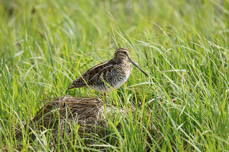 Eine Bekassine, die auf gemähtem Gras steht, um über die umliegende Vegetation zu blicken. Am Boden feuchter Wiesen und an schlammigen Ufern brütet die Bekassine und ist aufgrund ihrer guten Tarnung nur selten zu sehen.