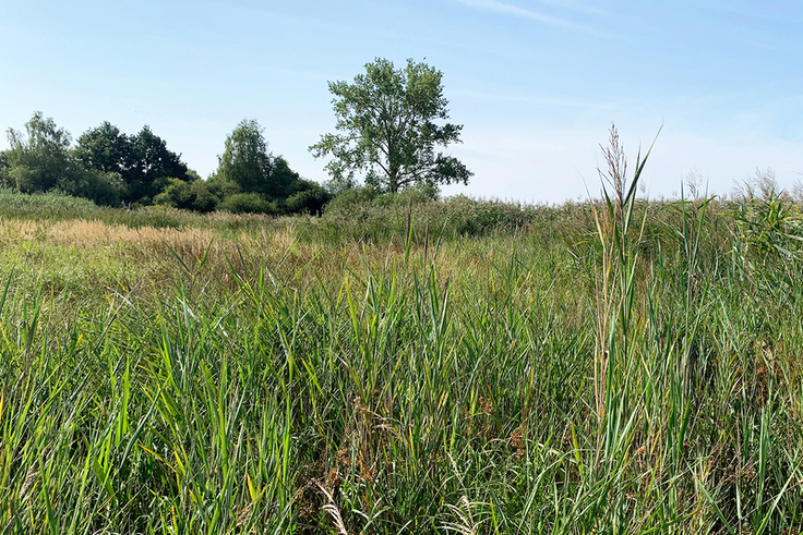 Ein Blick über die angrenzenden Flächen des „Siedener Moors“ zeigt den Bewuchs durch Gehölze und Landröhricht. Die Bekassine bevorzugt als Lebensraum offene Grünflächen mit flachem Bewuchs.