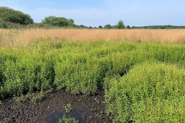 Die dichte u. hoch bewachsene Fläche am „Siedener Moor“ soll durch Mulchmahd, der Anlage v. Blänken u. d. Verschließen nicht mehr benötigter Gräben wieder zu einer f. Wiesenbrüter offenen u. kurzrasigen Feuchtfläche entwickelt werden.