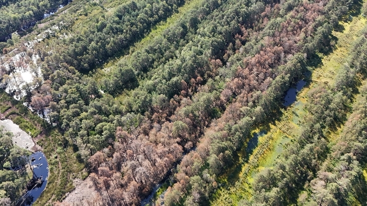 Braun gefärbte Baumkronen im Otternhagener Moor zeigen absterbende Bäume an – hellgrüne Farben stehen für bereits regenerierendes Hochmoor mit Torfmooswachstum.