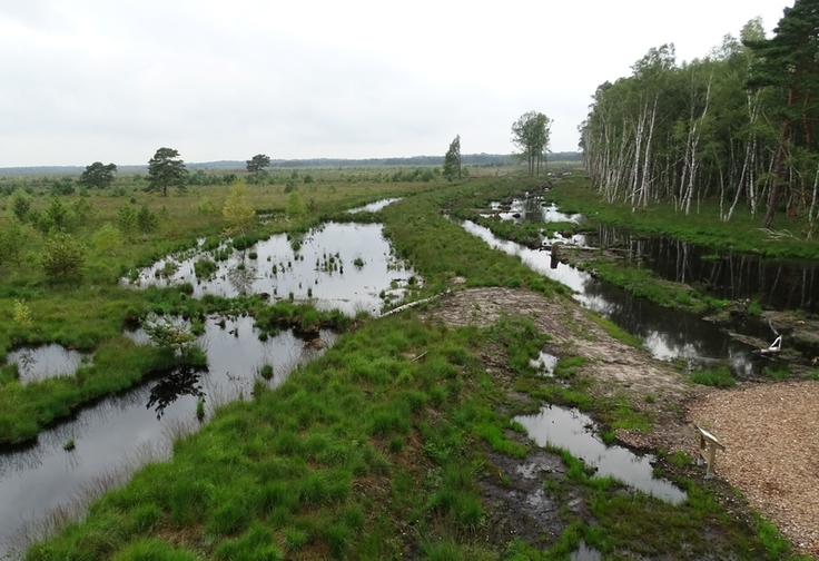 Die Begrünung des Damms im Bereich Nordturm/Bissendorfer Moor ist durch das Aufsetzen von Vegetationssoden begünstigt worden. Angestautes Wasser bietet Lebensraum u.a. für Torfmoose, Amphibien und Libellen.