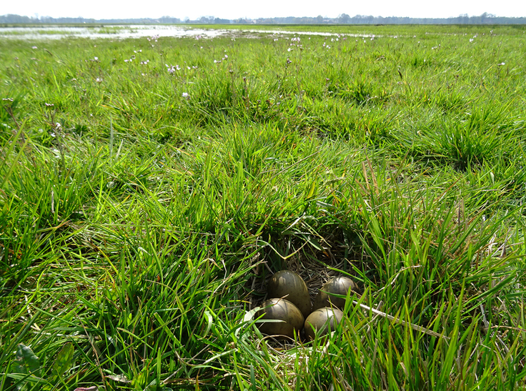 Als Charaktervogel der Feucht- und Nassgrünländer legt die Uferschnepfe ihr Nest bevorzugt in der Nähe flach überstauter Grünlandsenken an. (Foto: Kerrin Obracay/ NLWKN)