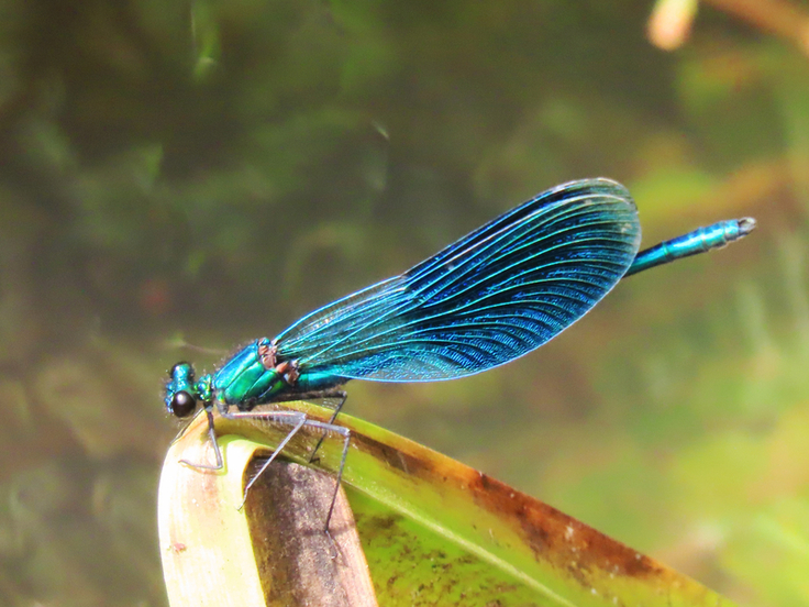 Neuer Lebensraum für wertvolle Arten – das ist das erklärte Ziel des Vorhabens an der Schunter. Profitieren soll etwa die Gebänderte Prachtlibelle (Calopteryx splendens; Foto Daniela Misch).