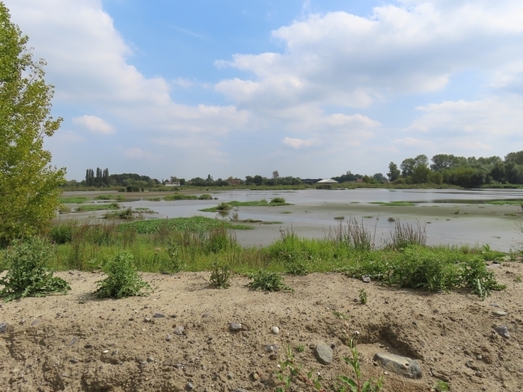 Süßwasserwatt im Polder Wal-Zwijn