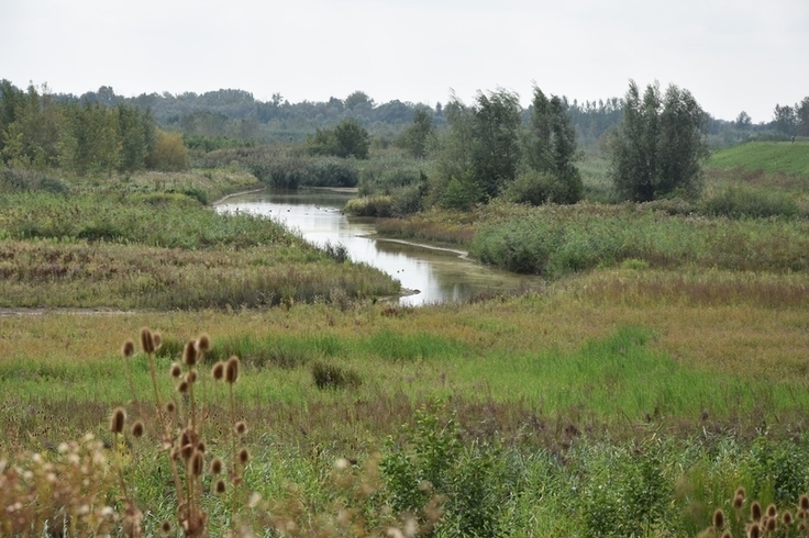 Priel im Polder Wal-Zwijn