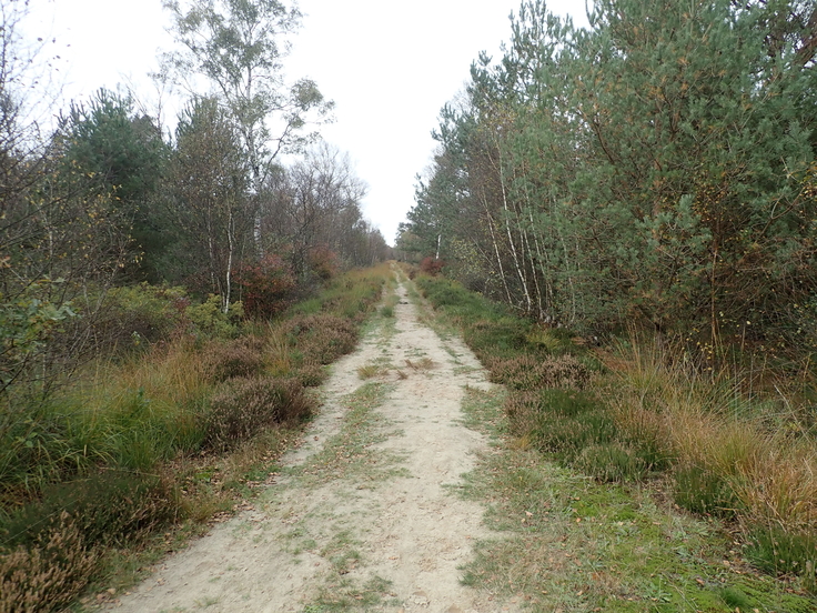 Ein Sandweg zwischen den Bäumen. Links und rechts stehen Bäume, unter anderem Fichten und Birken.