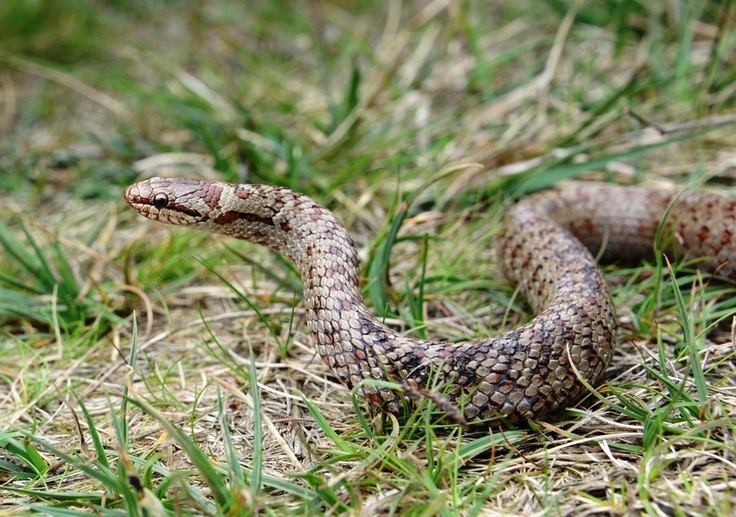 Gefährdet, aber keine Gefahr: Die seltene Schlingnatter ist ungiftig und lebt sehr versteckt (Foto: Ulrich Schulte).