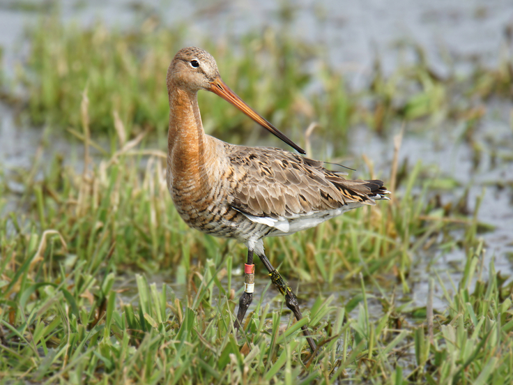 Uferschnepfen (Bild), aber auch Kiebitze, Rotschenkel und andere Wiesenvogelarten leben im feuchten Grünland (Bild: C. Marlow/ NLWKN).