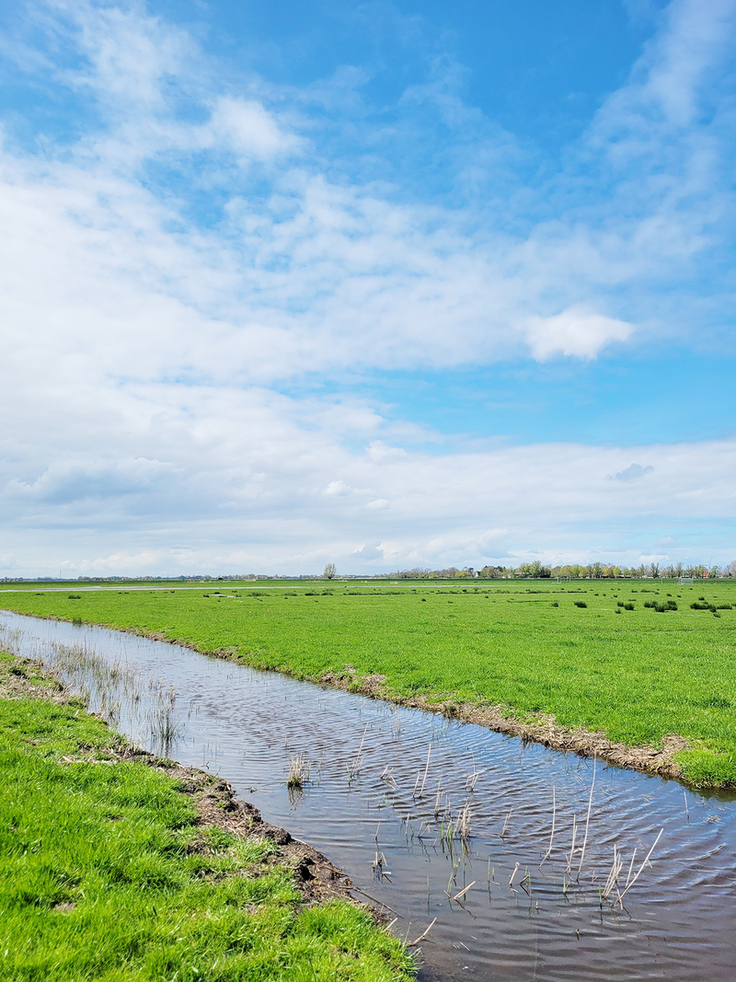 Anziehungspunkt für Wiesenvögel: Extensives Grasland mit hohem Wasserstand im Frühjahr am Abbehauser Wischweg (Bild: S. Haack/ NLWKN).