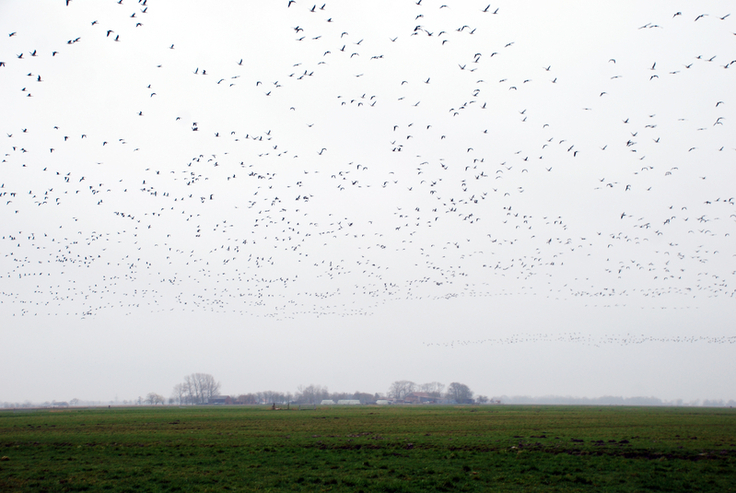 Das Vorbeiziehen von Zugvögeln wie hier über der Stollhammerwisch im Frühjahr 2024 ist immer wieder ein spektakulärer Anblick. Nicht nur auf dem Flug in die Winterquartiere lauern auf sie viele Gefahren (Bild: S. Haack/ NLWKN).