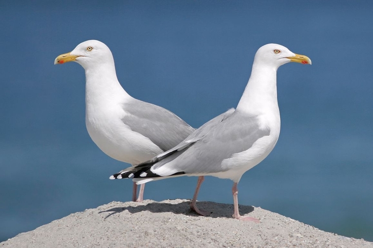 Alle Wattenmeerinseln Niedersachsens werden von der Silbermöwe besiedelt. Der Brutbestand der Art scheint sich aktuell auf einem niedrigeren Niveau von 8.000 bis 10.000 Paaren zu stabilisieren (Foto: Thorsten Krüger/NLWKN).