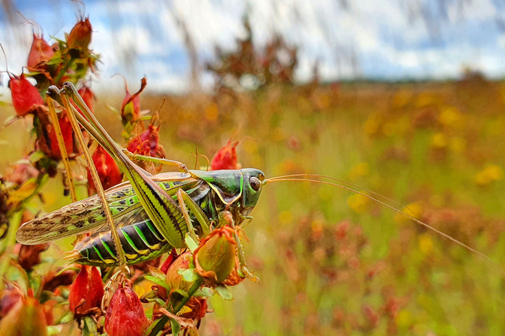 Die Heideschrecke (Gampsocleis glabra) ist bundesweit vom Aussterben bedroht. Niedersachsen trägt eine besondere Verantwortung für den Erhalt der Art, da es eine der größten Populationen in Deutschland aufweist (Foto: Jonas Brüggeshemke)