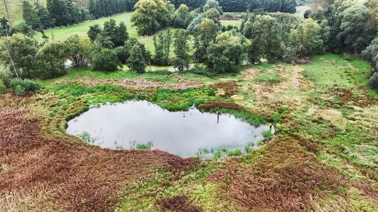 Die neuen Feuchtbiotope mit Totholz und Steinbuhnen schaffen günstige Lebensbedingungen für den Kammmolch (Bilder: Kathrin Moggert/NLWKN).