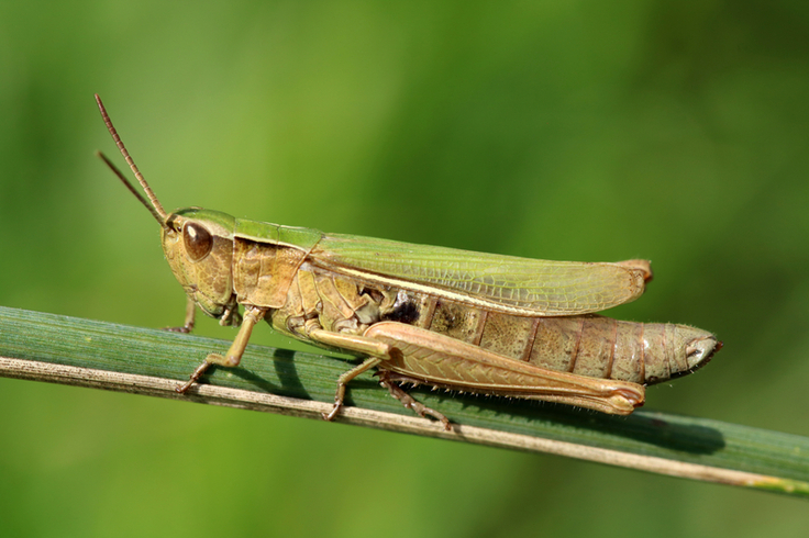 Der Weißrandige Grashüpfer (Chorthippus albomarginatus) kommt auch regelmäßig in intensiv genutzten Grünlandflächen vor (Foto: Dominik Poniatowski)