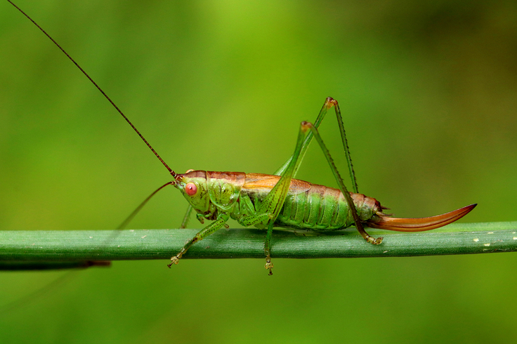 Die Kurzflügelige Schwertschrecke (Conocephalus dorsalis) legt ihre Eier bevorzugt in markhaltige Pflanzenstängel oder Blattscheiden ab. Sie ist daher für ihre Reproduktion auf ungemähte Refugien angewiesen (Foto: Dominik Poniatowski).