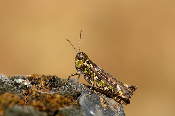 Die Vorkommen von Habitatspezialisten wie der Gefleckten Keulenschrecke (Myrmeleotettix maculatus) sind weitgehend auf Schutzgebiete und Sonderbiotope beschränkt. (Foto: Dominik Poniatowski)