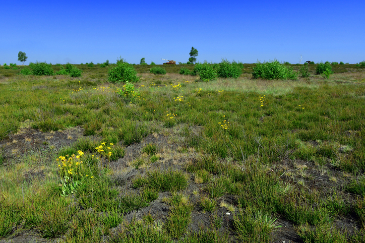 Die Heideschrecke (Gampsocleis glabra) benötigt ein kleinräumiges Mosaik aus offenen Bodenstellen und höherwüchsigerer Vegetation, wie hier auf dem Truppenübungsplatz Munster Süd mit Blühaspekt von Arnika (Arnica montana) (Foto: Thomas Fartmann).