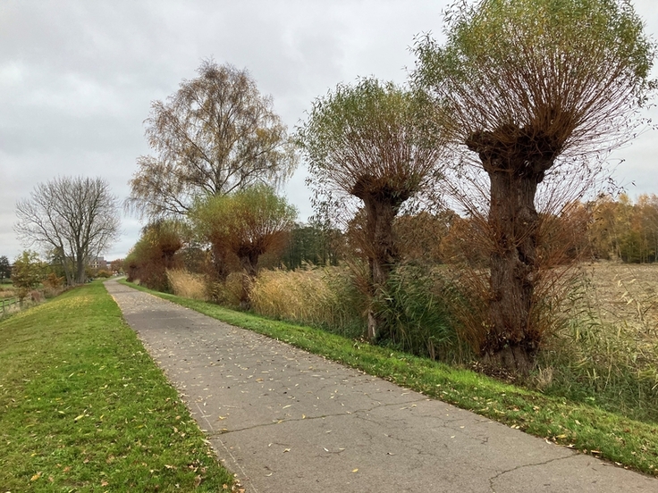 Zumindest ein Teil der Kopfweidenreihe am Peerweg muss entfernt werden, um die Schutzdeiche an der Luhe verstärken zu können (Foto: Weede/NLWKN).